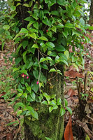 Medinilla erpetina, climbing small leaved flowering individual, Imbu Rano, Kolombangara, Solomon Islands