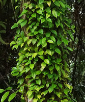 Medinilla erpetina, climbing thanks to adventitious roots, densely branched and totally covering a tree trunk like an Aeschynanthus, Imbu Rano, Kolombangara, Solomon Islands