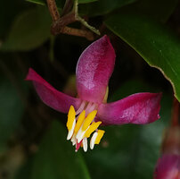 Medinilla erpetina, flower at anthesis, Kolombangara, Solomon Islands