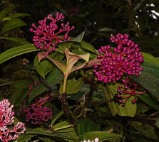 Medinilla eximia, mature dark purple berries, 1000 m asl, Manusela NP, Seram, Moluccas