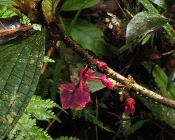 Medinilla interiaciens, cauliflorous inflorescence with setose peduncle and reddish pink bracts, Tari, 2000 m asl, Hela, Papua New Guinea