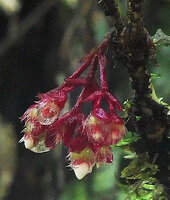 Medinilla interiaciens, inflorescence by a rainy day, Tari, 2000 m asl, Hela, Papua New Guinea