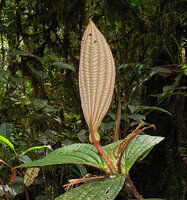 Medinilla interiaciens, leaves with characteristic pseudo stipular decurrent leaf base, Tari, 2000 m asl, Hela, Papua New Guinea