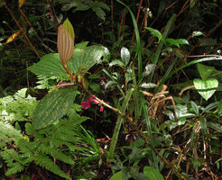 Medinilla interiaciens, terrestrial unbranched shrub, Tari, 2000 m asl, Hela, Papua New Guinea