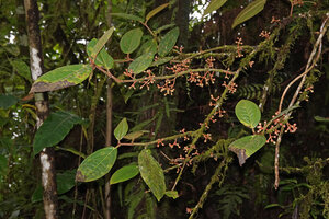 Medinilla macrophylla, 1000 m asl, Manusela NP, Seram, Moluccas
