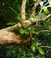 Medinilla macrophylla as a small erect epiphytic shrub, Danum Valley, Sabah, Borneo