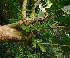 Medinilla macrophylla, a small erect epiphytic shrub on tree branch above the river, Danum Valley, Sabah, Borneo