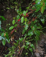 Medinilla macrophylla, cauliflorous infructescences with mature red berries, 1000 m asl, Manusela NP, Seram, Moluccas