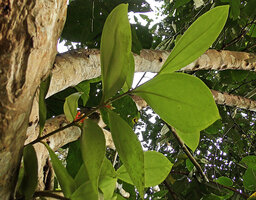 Medinilla macrophylla, flowering leafy stem, Danum Valley, Sabah, Borneo