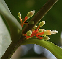Medinilla macrophylla, flowers with bright orange peduncles, translucent greenich hypanthium and white petals, Danum Valley, Sabah, Borneo