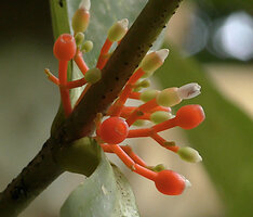 Medinilla macrophylla, flowers with orange peduncle, greenish hypanthium and white petals, the hypanthium turning bright orange during fruit maturation, Danum Valley, Sabah, Borneo
