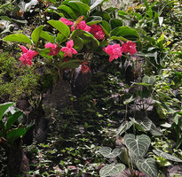Medinilla magnifica and Anthurium crystallinum at Kawamura Denki, Nagoya