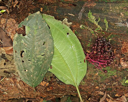 Myrianthemum (syn. Medinilla) mirabile, adaxial and abaxial surfaces of the leaves with part of infructescence, Matomb, Yaounde, Cameroon
