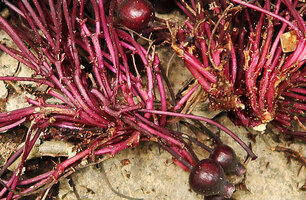 Myrianthemum (syn. Medinilla) mirabile, detail of the branching pattern of the infructescence axes, Matomb, Yaounde, Cameroon