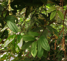 Myrianthemum (syn. Medinilla) mirabile, leaves mostly verticillate by 3, Matomb, Yaounde, Cameroon