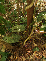 Myrianthemum (syn. Medinilla) mirabile, stem twining around a tree trunk with basal cauliflorous infructescence, Matomb, Yaounde, Cameroon