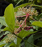 Medinilla pendula, inflorescence at preanthesis, Banaue, Luzon, Philippines