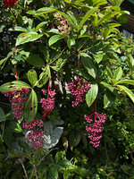 Medinilla pendula, leaves verticillate by 4 or 5, mature hanging infructescences, cultivated, Banaue, Philippines