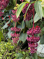 Medinilla pendula, mature hanging infructescences, Banaue, Philippines