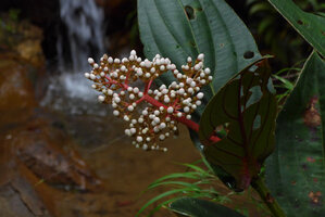 Medinilla plumosa, inflorescence, Rondon Ridge, 2000 m asl, Mount Hagen, Papua New Guinea