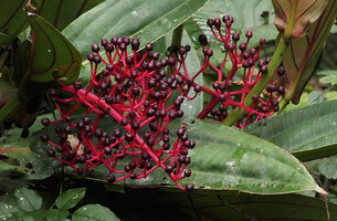 Medinilla plumosa, mature infructescence with bright red axes and blackish berries, Rondon ridge, 2000 m asl, Mount Hagen, Papua New Guinea