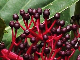 Medinilla plumosa, mature infructescence with bright red coralliform axes and purple black berries, Rondon ridge, 2000 m asl, Mount Hagen, Papua New Guinea