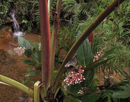 Medinilla plumosa, red inflorescence axis and white flowers, Rondon ridge, 2000 m asl, Mount Hagen, Papua New Guinea