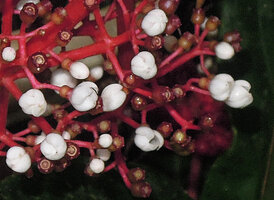 Medinilla plumosa, red inflorescence axis, orange green hypanthium and white petals, Rondon ridge, 2000 m asl, Mount Hagen, Papua New Guinea