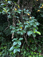 Medinilla quadrifolia, entangled stems retaining leaves only in the apical parts, Mt Bandilaan NP, Siquijor, Philippines