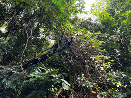 Medinilla quadrifolia, main lignified stems climbing along the host tree trunk and much branched entangled adult stems leafy only in apical parts, Mt Bandilaan NP, Siquijor, Philippines