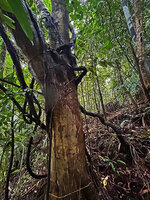 Medinilla quadrifolia, main lignified stems rooted in the forest soil and climbing along the host tree trunk, Mt Bandilaan NP, Siquijor, Philippines