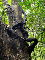 Medinilla quadrifolia, old main lignified stems climbing along the host tree trunk, Mt Bandilaan NP, Siquijor, Philippines