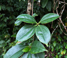 Medinilla quadrifolia, on each stem, only the leaves of the last growing season are present, Mt Bandilaan NP, Siquijor, Philippines