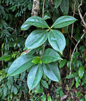 Medinilla quadrifolia, only the youngest pseudoverticille of leaves is present at each stem apex, Mt Bandilaan NP, Siquijor, Philippines