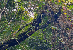 Medinilla quadrifolia, three main intertwining lignified stems climbing along the host tree trunk and ending in much branched lateral adult leafy stems, Mt Bandilaan NP, Siquijor, Philippines