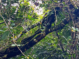 Medinilla quadrifolia, three main lignified stems climbing along the host tree trunk, Mt Bandilaan NP, Siquijor, Philippines