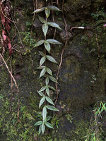 Medinilla quadrifolia, vertically climbing young main stem with narrow leaves pseudoverticillate by 3, Mt Bandilaan NP, Siquijor, Philippines