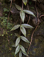 Medinilla quadrifolia, vertically climbing young stem fixed by adventitious roots with narros leaves pseudoverticillate by 3, Mt Bandilaan NP, Siquijor, Philippines