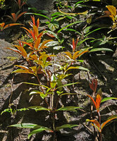 Medinilla radicans, leaves mostly verticillate by four, margin dentate with hydathodes, Dambri Waterfall, Bao Loc, Vietnam