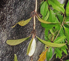 Medinilla radicans, nodal adventitious roots on a detached hanging stem, Fraser&#039;s Hill, Malaysia