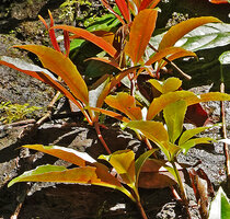 Medinilla radicans, whitish hydathodes at the marginal teeth of the leaves, Dambri Waterfall, Bao Loc, Vietnam