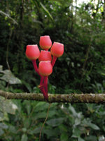 Medinilla venusta, infructescence, Cameron Highlands, Malaysia