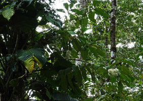 Medinilla cf. tulagiensis, dense bright white inflorescences, Noro, New Georgia, Solomon Islands