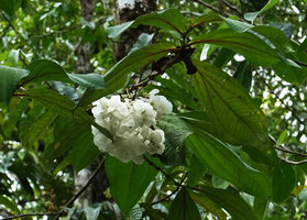 Medinilla cf. tulagiensis, dense inflorescences with pure white bracts, Noro, New Georgia, Solomon Islands