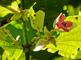 Medinilla sp. 1, bracts and flower, Halisi, Vangunu, Solomon Islands