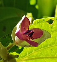 Medinilla sp. 1, bracts, hypanthium, petals, stamens and pistil, Halisi, Vangunu, Solomon Islands