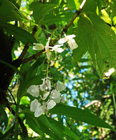 Medinilla sp. 1, hanging inflorescence with white bracts, Halisi, Vangunu, Solomon Islands