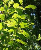Medinilla sp. 1, isophyllous plagiotropic flowering stems, Halisi, Vangunu, Solomon Islands