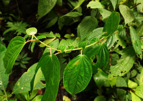 Medinilla sp. 2, anisophyllous plagiotropic stem, Tenaru Waterfall, Guadalcanal, Solomon Islands
