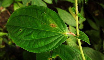 Medinilla sp. 2, anisophylly exhibited through the large petiolate leaf and the smaal sessile amplexicaul opposite leaf, Tenaru Waterfall, Guadalcanal, Solomon Islands